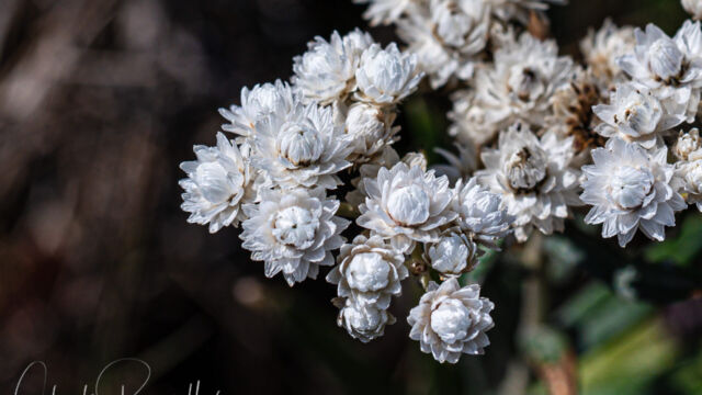 Anaphalis margaritacea Pearly everlasting, Anaphalis margaritacea