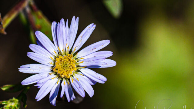 Symphyotrichum chilense Pacific aster, Symphyotrichum chilense