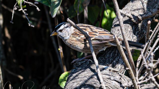 Zonotrichia leucophrys White-crowned Sparrow, Zonotrichia leucophrys
