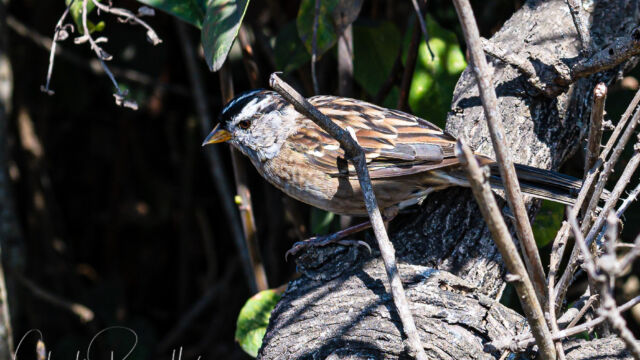 Zonotrichia leucophrys White-crowned Sparrow, Zonotrichia leucophrys