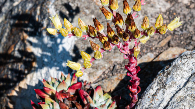 Dudleya farinosa Bluff lettuce, Dudleya farinosa