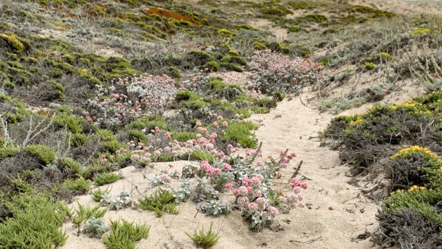 Wildflowers in the dunes Abbotts Lagoon. Sand dunes with Seaside buckwheat and others. The rare Monardella is hiding in there, too