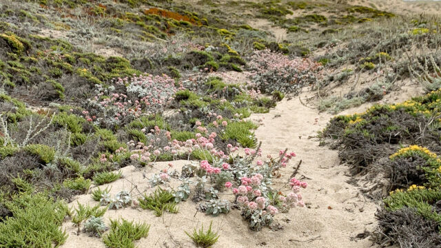 Sand dunes with Seaside buckwheat and others. The rare Monardella is hiding in there, too Abbotts Lagoon. Sand dunes with Seaside buckwheat and others. The rare Monardella is hiding in there, too