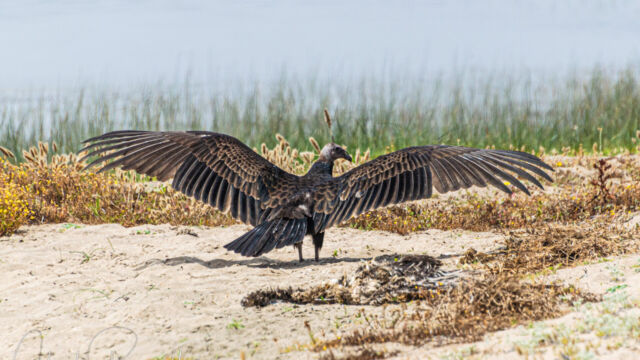 Cathartes aura, warning off other vultures who want a meal Turkey Vulture, Cathartes aura, warning off other vultures who want a meal