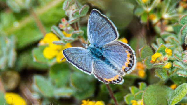 Icaricia acmon Acmon Blue, Icaricia acmon