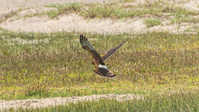 Circus hudsonius, hovering over dinner Northern Harrier, Circus hudsonius, hovering over dinner