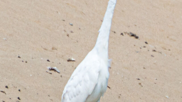Ardea alba, at the inland portion of the lagoon Great egret, Ardea alba, at the inland portion of the lagoon