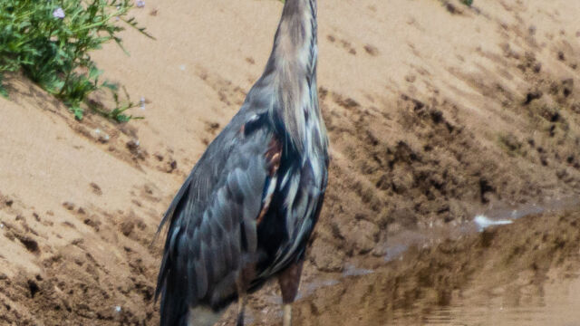 Ardea herodias, at the inland portion of the lagoon Great blue heron, Ardea herodias, at the inland portion of the lagoon