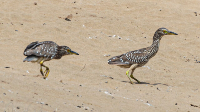 Juvenile Black-crowned night-herons, Nycticorax nycticorax, at the inland portion of the lagoon Juvenile Black-crowned night-herons, Nycticorax nycticorax, at the inland portion of the lagoon