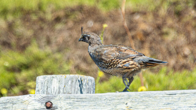 Callipepla californica California quail, Callipepla californica