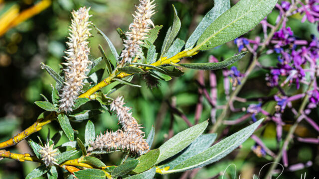 Salix sp. Willow, Salix sp.