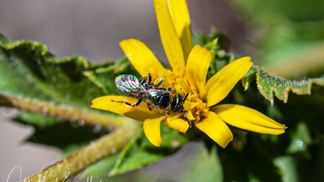 On Whitney's goldenbush, Hazardia whitneyi var. whitneyi Native bee, On Whitney's goldenbush, Hazardia whitneyi var. whitneyi