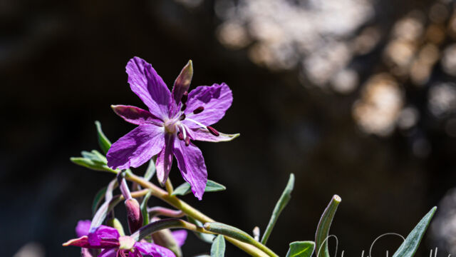 Chamaenerion latifolium Dwarf Fireweed, Chamaenerion latifolium