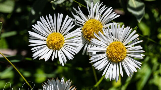 Erigeron coulteri Coulter's fleabane, Erigeron coulteri