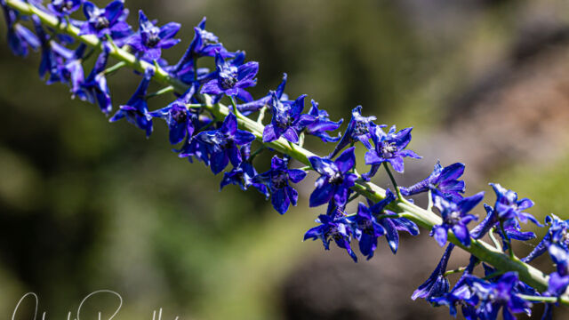Delphinium glaucum Sierra larkspur, Delphinium glaucum