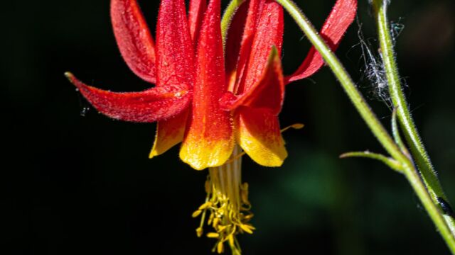 Western columbine Western columbine, Aquilegia formosa