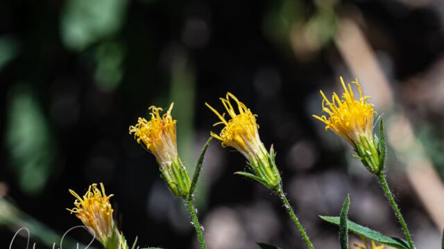 Doellingeria breweri (formerly Eucephalus breweri) Brewer's aster, Doellingeria breweri (formerly Eucephalus breweri)