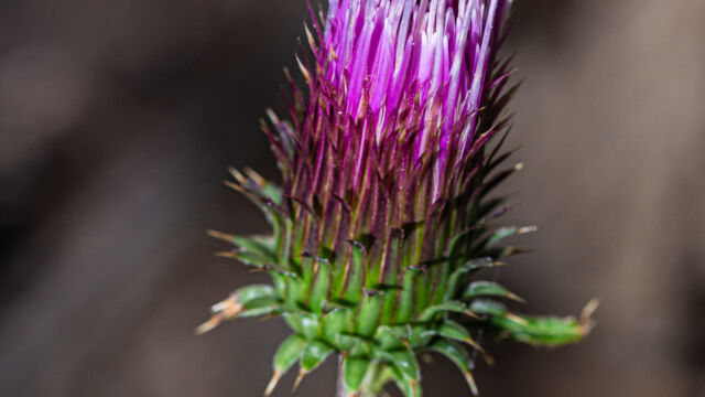Cirsium andersonii Anderson's thistle, Cirsium andersonii