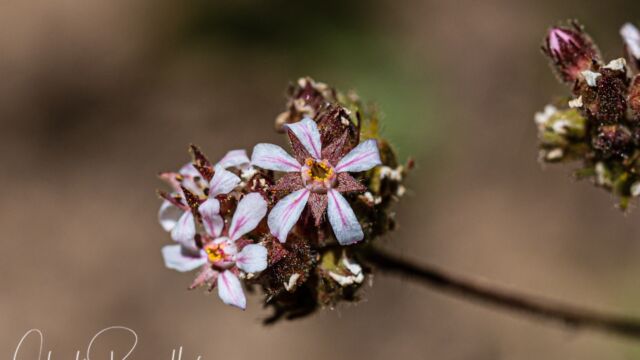 Horkelia fusca var. parviflora Tawny horkelia, Horkelia fusca var. parviflora