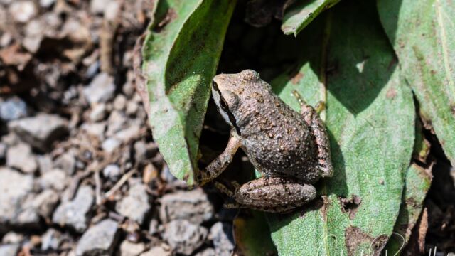 Pseudacris sierra Sierran Tree Frog, Pseudacris sierra