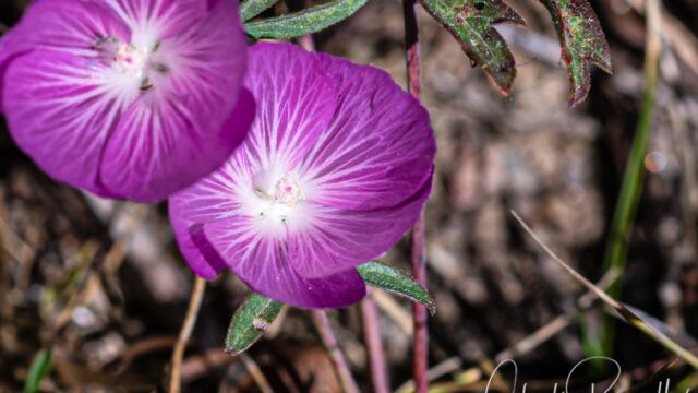 Sidalcea glaucescens Waxy checkerbloom, Sidalcea glaucescens