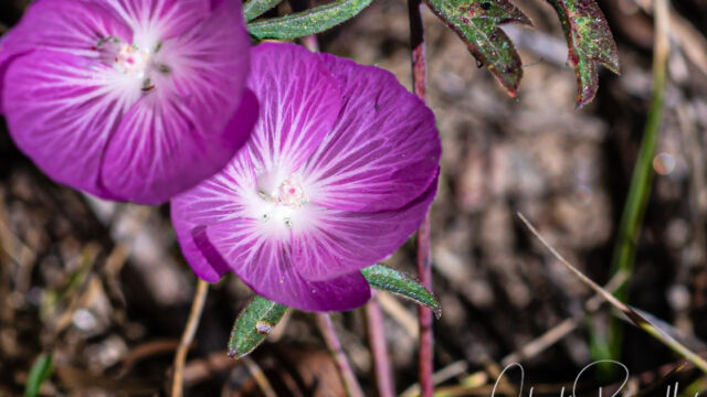 Sidalcea glaucescens Waxy checkerbloom, Sidalcea glaucescens