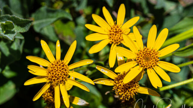 Arnica longifolia (probably) Spearleaf arnica, Arnica longifolia (probably)