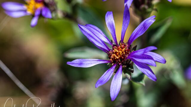 Thickstem aster, Eurybia integrifolia Thickstem aster, Eurybia integrifolia.