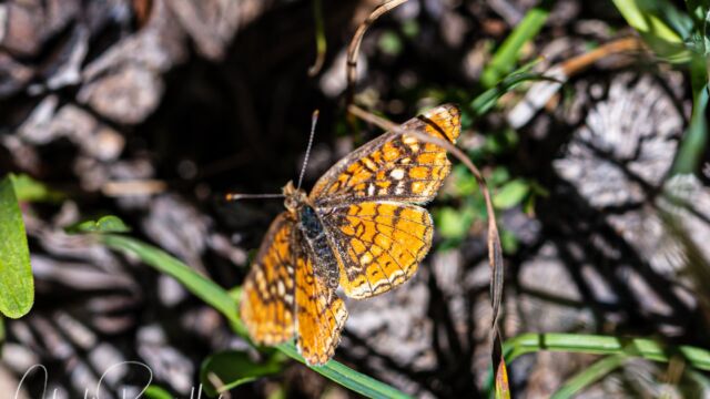 Phyciodes sp.? Crescents butterfly, Phyciodes sp.?