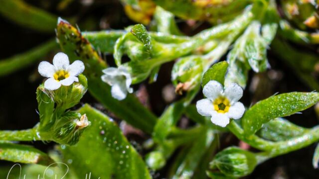 Plagiobothrys cognatus (probably - no fruit present) Cognate popcorn flower, Plagiobothrys cognatus (probably - no fruit present)