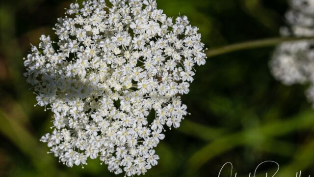 Perideridia parishii Parish's yampah, Perideridia parishii