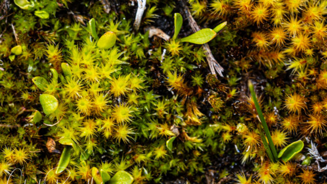 Syntrichia ruralis Star Moss, Syntrichia ruralis