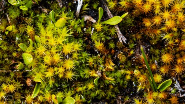 Syntrichia ruralis Star Moss, Syntrichia ruralis