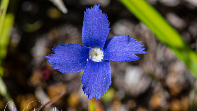 Gentianopsis simplex Hiker's gentian, Gentianopsis simplex