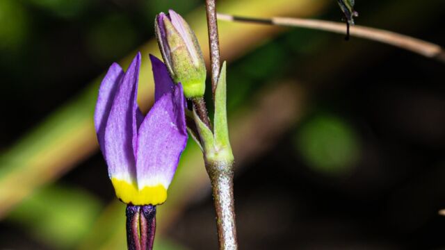Primula tetrandra Alpine shooting star, Primula tetrandra