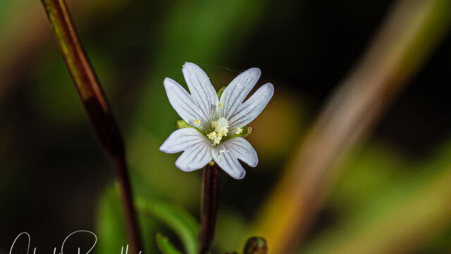Epilobium glaberrimum Glaucus willowherb, Epilobium glaberrimum