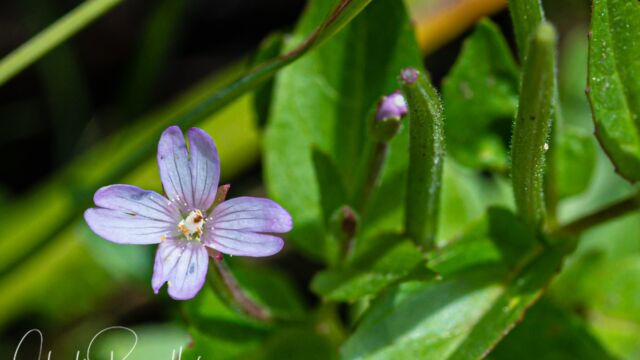 Epilobium ciliatum Fringed willowherb, Epilobium ciliatum
