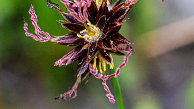 Mertens' rush Mertens' rush, Juncus mertensianus