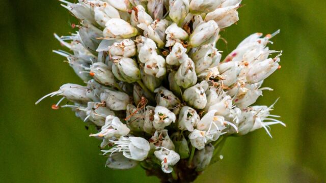 Bistorta bistortoides American bistort, Bistorta bistortoides