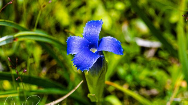 Hiker's gentian Hiker's gentian, Gentianopsis simplex