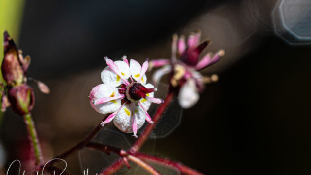 Micranthes odontoloma Brook saxifrage, Micranthes odontoloma