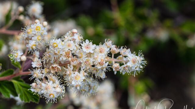 Holodiscus discolor Ocean spray, Holodiscus discolor