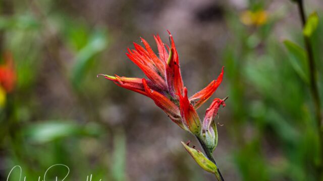 Castilleja miniata ssp. miniata Scarlet paintbrush, Castilleja miniata ssp. miniata