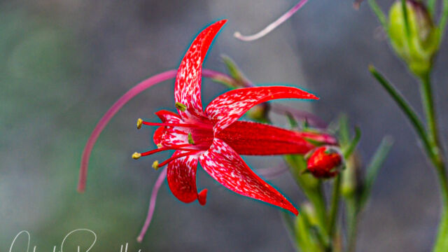 Ipomopsis aggregata ssp. aggregata Scarlet gilia, Ipomopsis aggregata ssp. aggregata