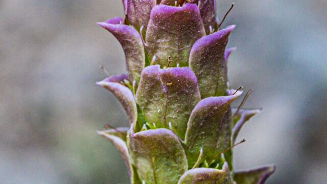 Orthocarpus cuspidatus ssp. copelandii Copeland's owl's clover, Orthocarpus cuspidatus ssp. copelandii