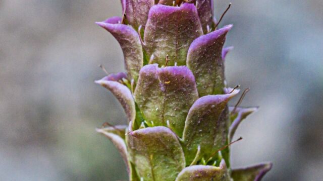 Orthocarpus cuspidatus ssp. copelandii Copeland's owl's clover, Orthocarpus cuspidatus ssp. copelandii
