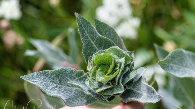 Rabdophaga sp., on Willow (Salix sp.) Willow Gall Midges, Rabdophaga sp., on Willow (Salix sp.)