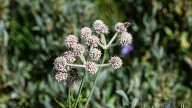 Angelica capitellata Ranger's buttons, Angelica capitellata