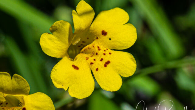 Erythranthe primuloides Primrose monkeyflower, Erythranthe primuloides