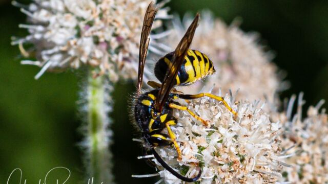 Dolichovespula arenaria. On Ranger's buttons Common Aerial Yellowjacket, Dolichovespula arenaria. On Ranger's buttons